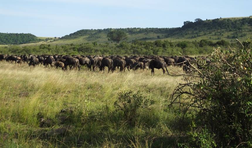 Safári da Migração de Gnus — 1