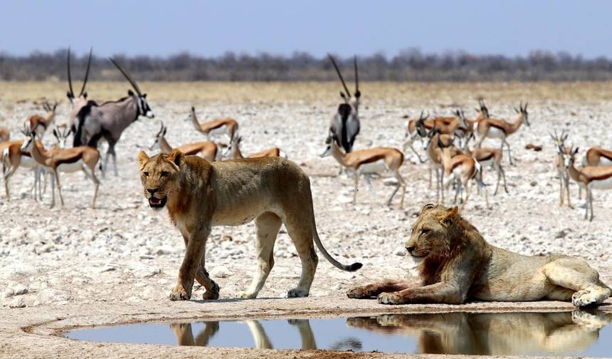 3 Dni Park Narodowy Etosha | Prywatny Kemping z Przewodnikiem — 1