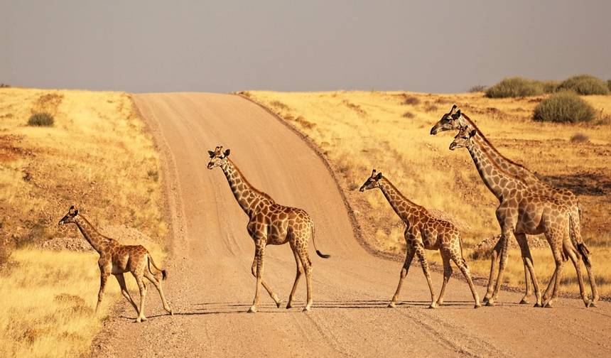 12 Days Namibia in Plus | Private Guided Camping — 1