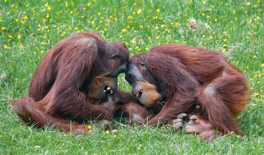 インドネシア探検：カリマンタンのオランウータン — 1