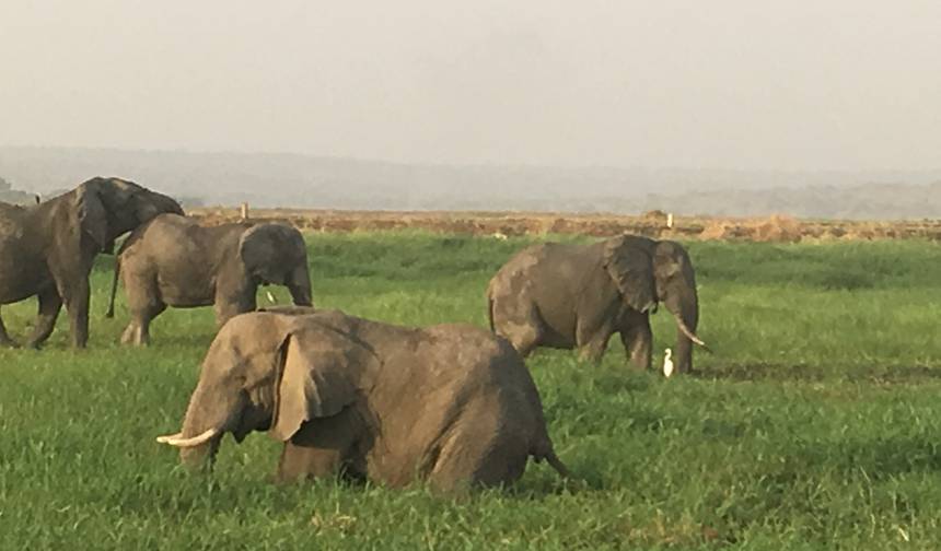 Experimente Gorilas, Chimpanzés, Big 5 e Grandes Felinos de Uganda (Exclusivamente Privado) — 1