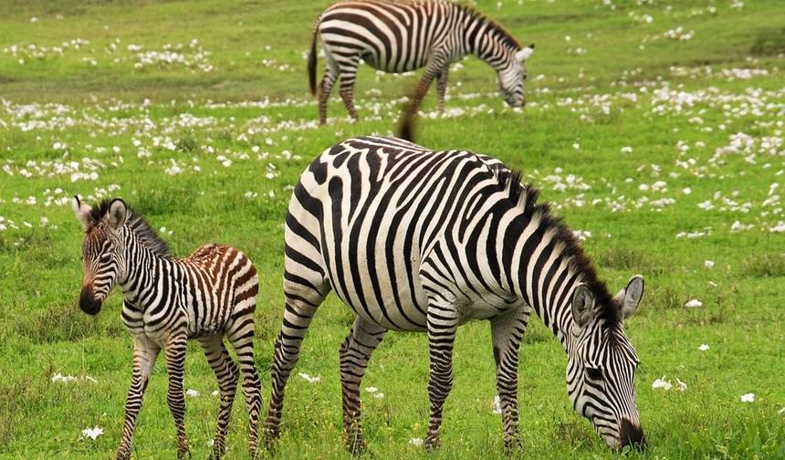 7 Day Tanzania Luxury Safari to Lake Manyara, Serengeti, Ngorongoro Crater — 1