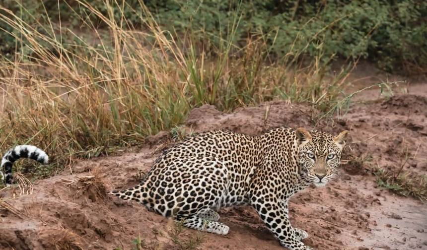 Experimente Gorilas, Chimpanzés, Big 5 e Grandes Felinos de Uganda (Exclusivamente Privado) — 1
