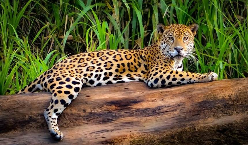 منتجع Puerto Maldonado Amazon Eco-Lodge لمدة 5 أيام/4 ليالٍ (من Cuzco) — 1