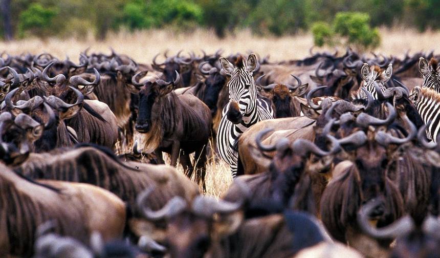 Safari de 4 Dias de Gama Média na Tanzânia — 1