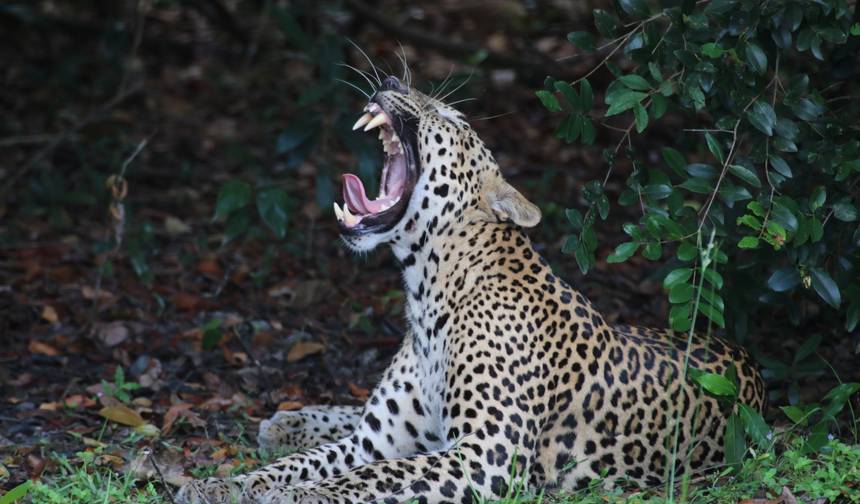 Tour Circular pelo Sri Lanka com Vida Selvagem (12 Dias) Upgrade para Tour Privado Disponível — 1
