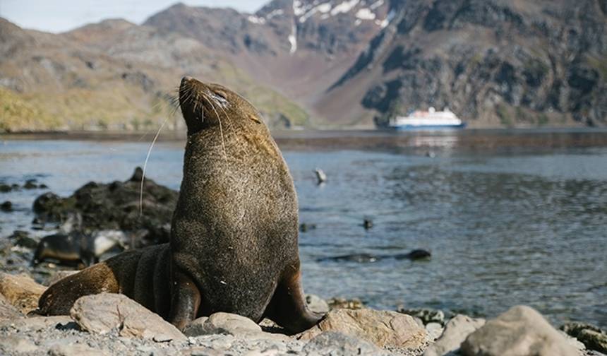 Aventura na Vida Selvagem Antártica (23 Dias) — 1