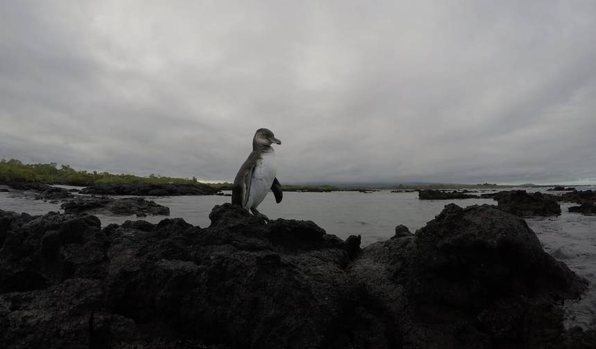 7日間の旅 / ガラパゴス諸島 サンクリストバル島＆サンタクルス島 — 1
