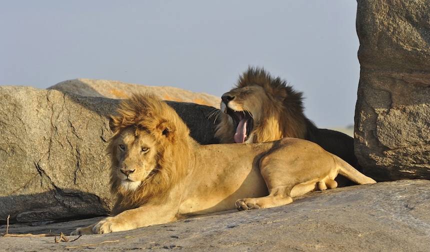 6 Days Tanzania Wildlife Encounters — 1