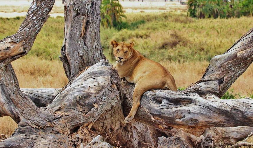 9-dniowe safari samochodowe i piesze w Tanzanii — 1