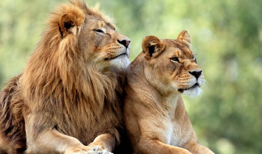 8日間 ケニアの有名ビッグ5 プライベート野生動物サファリ — 1