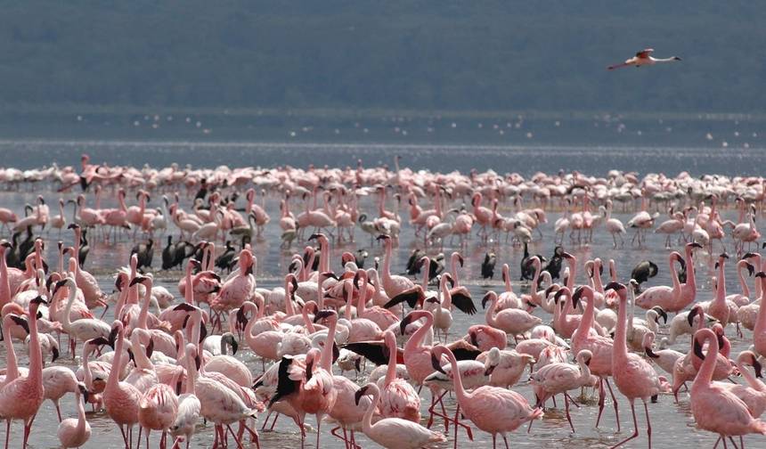 Safari Privado de 8 Dias pelos Famosos Big 5 da Vida Selvagem do Quênia — 1
