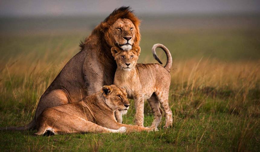 Safari Econômico de 3 Dias em Grupo no Maasai Mara - Saídas Diárias — 1