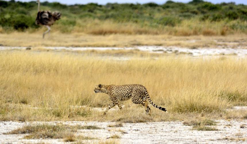 Safari de 5 Dias em Grupo com Alojamento de Categoria Média: Serengeti, Ngorongoro, Tarangire e Parque Nacional do Lago Manyara — 1