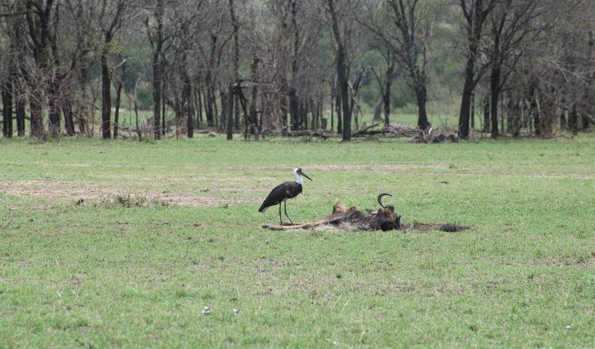 Safári em Grupo de 6 Dias no Serengeti, Ngorongoro, Tarangire, Parques Nacionais do Lago Manyara — 1