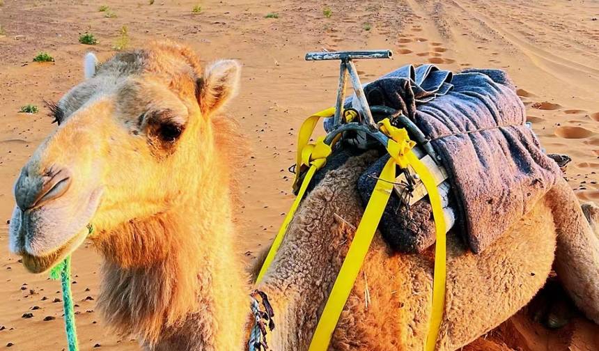 Morocco 12 Days Tour From Marrakech — 1