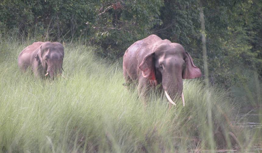 Kathmandu Valley and Bardia National Park Tour - 8 Days — 1