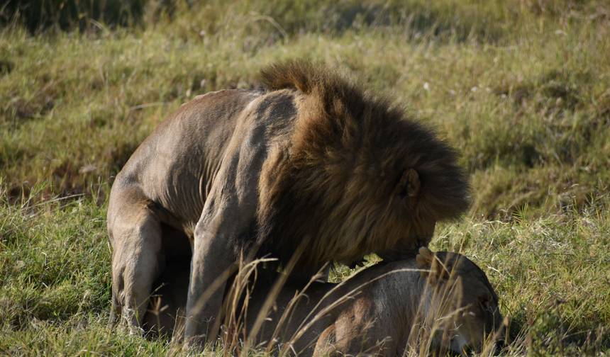 Safari de 3 Dias de Categoria Média para Masai Mara: Vida Selvagem e Cultura — 1