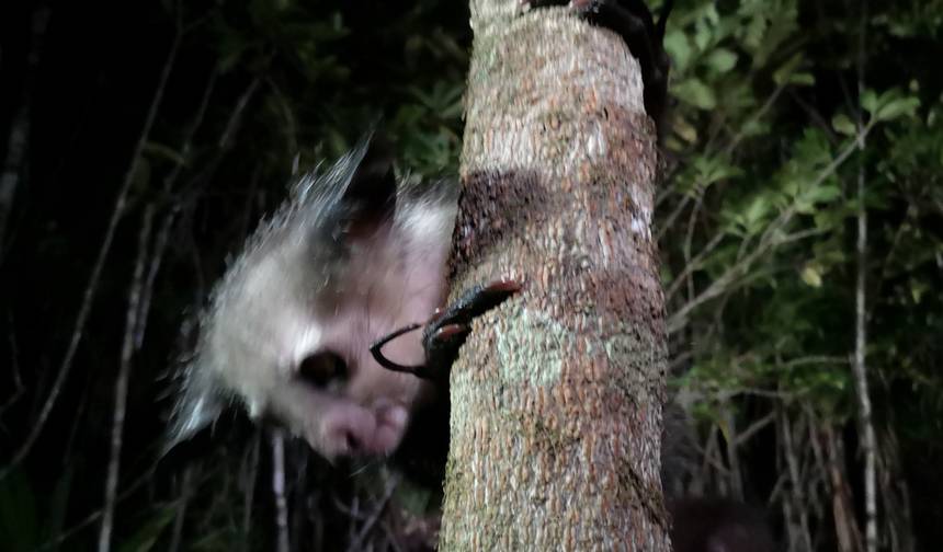 Madagascar Wildlife Tour 14D/13N — 1
