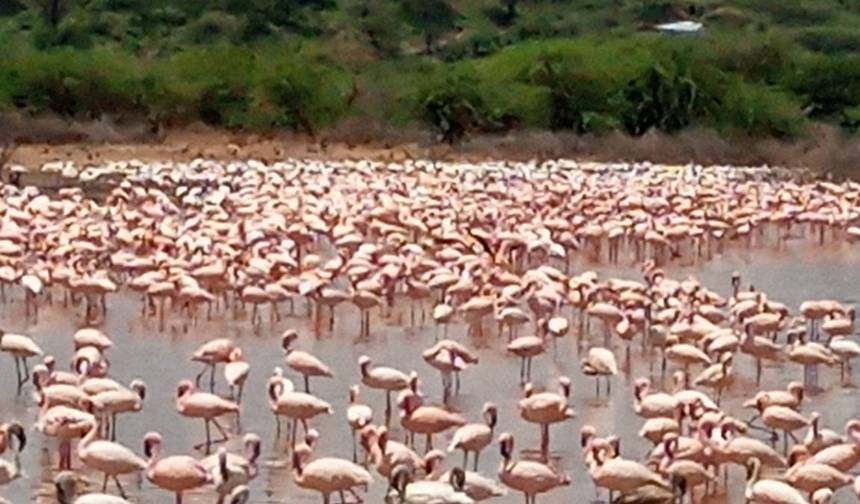 2-dniowa wycieczka z przewodnikiem po flamingach do Jeziora Bogoria i Jeziora Nakuru z Nairobi — 1