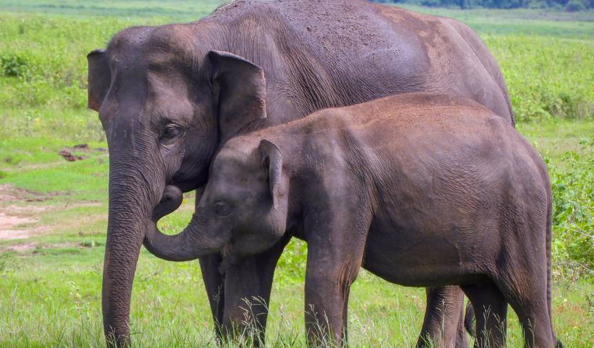 Roteiro de 10 Dias no Sri Lanka — 1