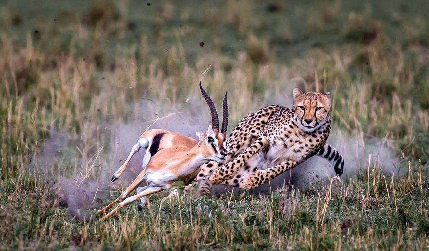 Safari de Acampamento Econômico de 5 Dias: Masai Mara, Lago Nakuru, Hell's Gate e Lago Naivasha - Grupo Compartilhado — 1