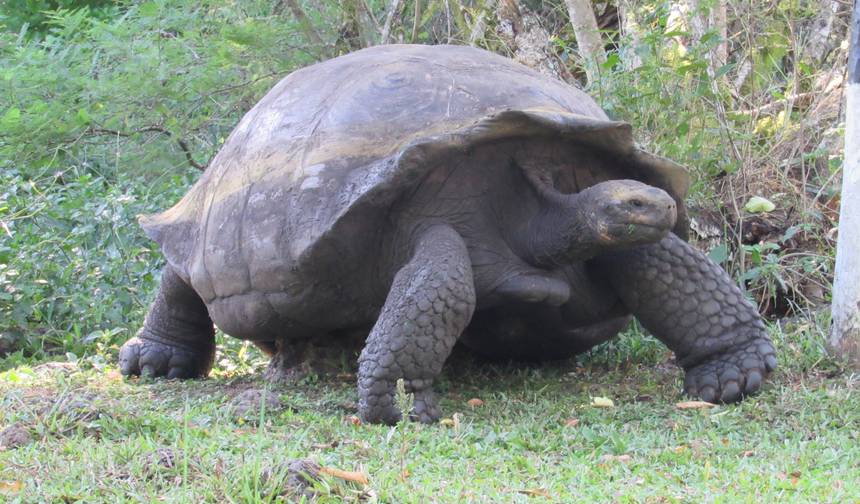 Galapagos Scuba Dive - 5 Days — 1
