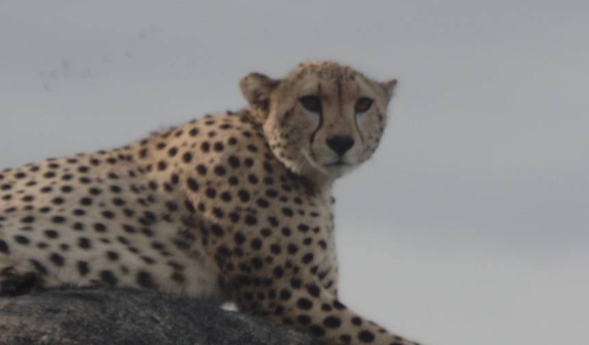 Kenyan National Park Safari - 9 Days — 1