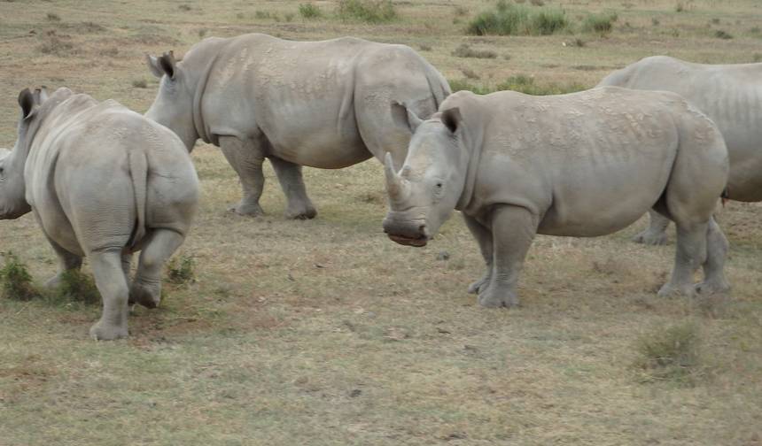 Explore Quênia e Tanzânia em 8 Dias — 1