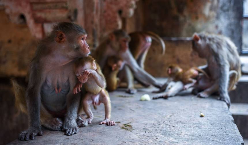 Excursão ao Templo dos Macacos com Deli, Agra e Jaipur — 1