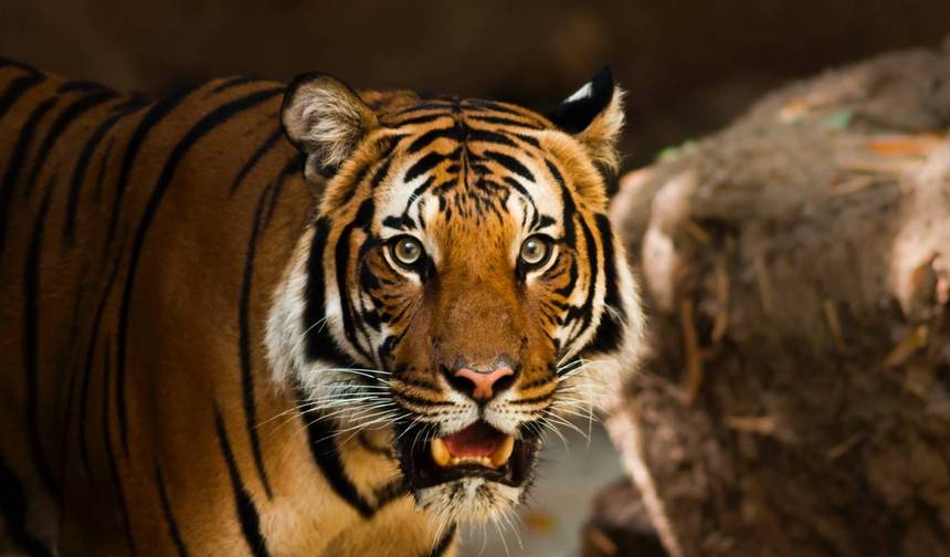 Safari przyrodnicze w Indiach — 1
