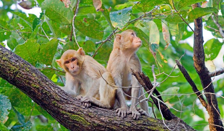 Excursão de 7 Dias para Ver Tigres nos Parques Nacionais de Pench e Tadoba, partindo de Nagpur — 1