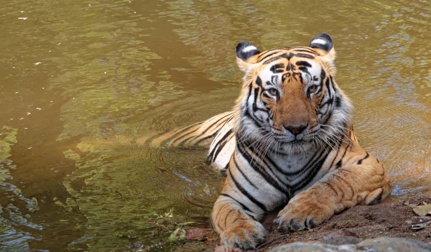 Excursão de Safári de Vida Selvagem de 7 Dias em Tadoba, Nagzira e Pench saindo de Nagpur — 1