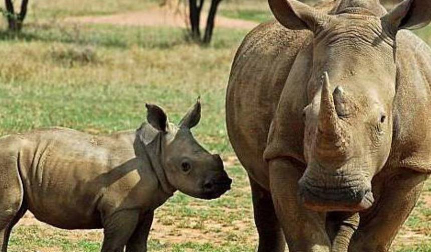9 Dias: O Melhor do Quênia e Safari de Gorilas em Uganda — 1