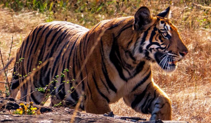Excursão de 4 Dias pela Vida Selvagem de Mysore e Bandipur partindo de Bangalore (TUDO INCLUÍDO) — 1
