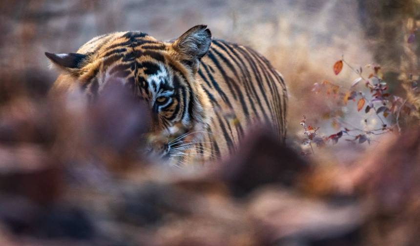Golden Triangle & Tiger Safari — 1