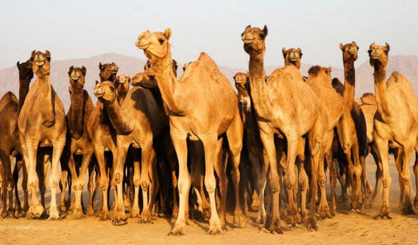جولة في راجستان لمدة 12 يومًا — 1