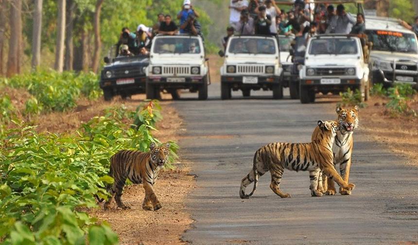 Golden Triangle Tour With Bandhavgarh & Kanha Wildlife Tiger Safari all inclusive — 1