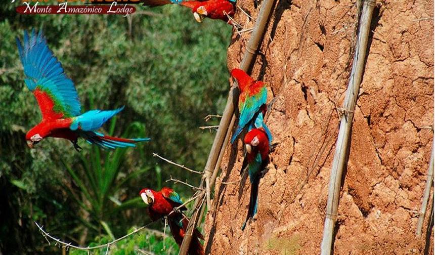 Tambopata: Lizaweć Gliniana Ar i Jezioro Sandoval 4 Dni/3 Noce — 1