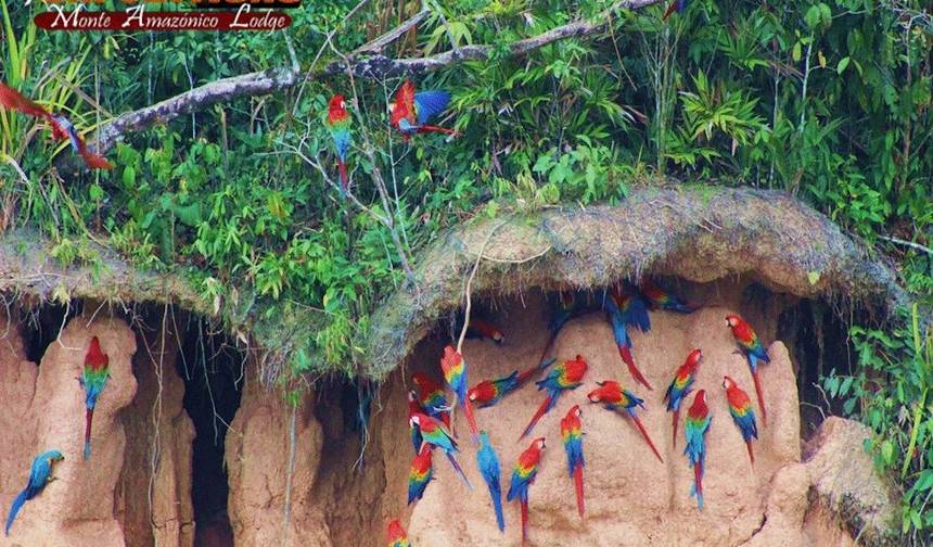 Tambopata: Barranco de Araras e Lago Sandoval – 5 Dias/4 Noites — 1