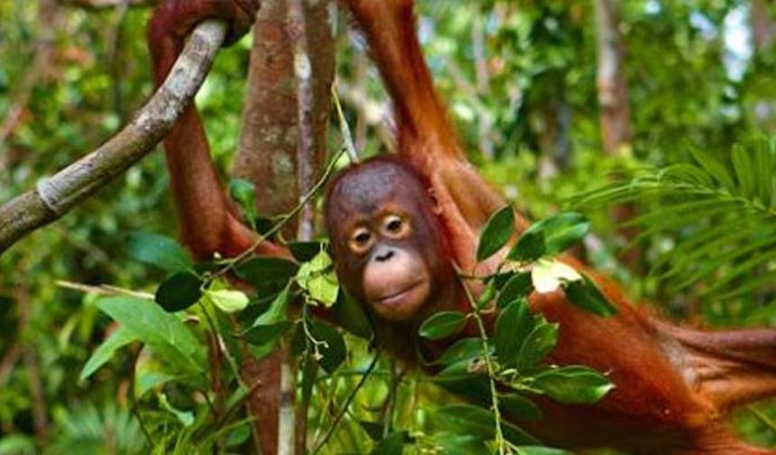 素晴らしい生き物：オランウータンとドラゴン — 1