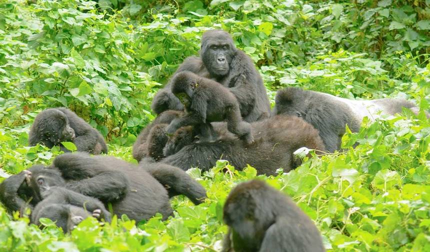 Safari Especial de 7 Dias em Uganda — 1