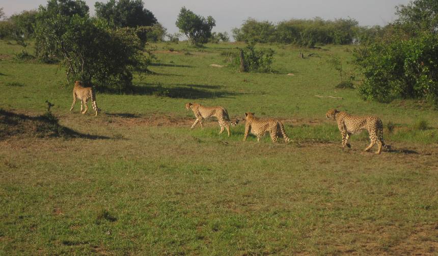 Safari de Vida Selvagem de 3 dias em Murchison Falls — 1