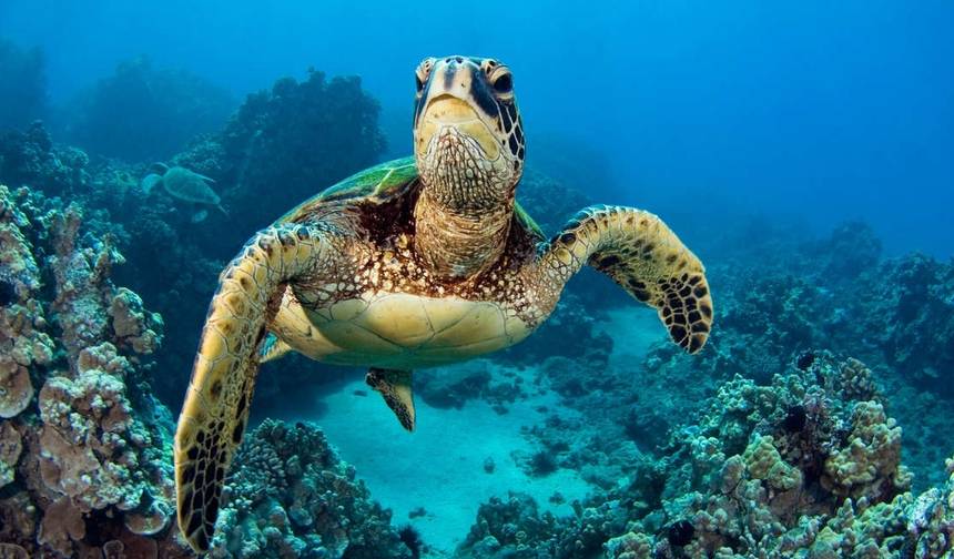 Wulkany i Galapagos — 1