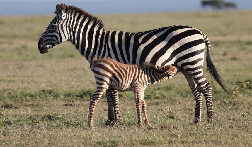 7 Days Tailor-Made Kenya Luxury  Safari — 1