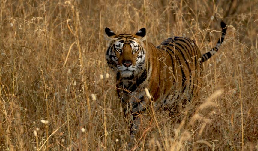 De Bangalore ao Parque Nacional de Nagarhole — 1