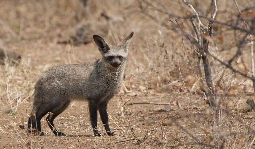 7 Dias de Safari em Chobe, Cataratas Vitória e Okavango Delta — 1
