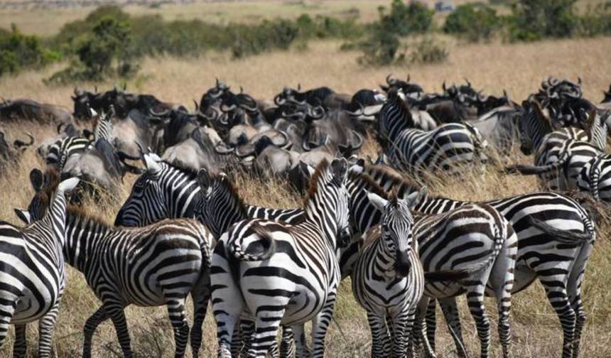 Safari Fotográfico Exclusivo de 14 Dias no Quênia e Tanzânia com Ali – Aventura de Luxo em Vida Selvagem e Fotografia — 1