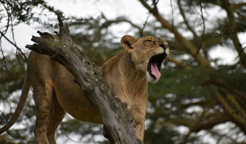 11-dniowe Prywatne Całoroczne Safari Migracyjne - Kenia i Tanzania — 1