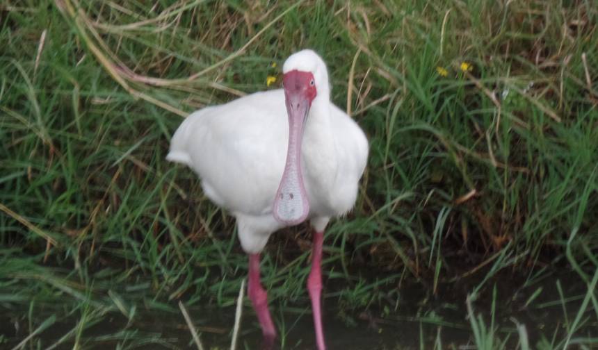 4-dniowe budżetowe safari przygodowe po Lake Nakuru i Masai Mara — 1